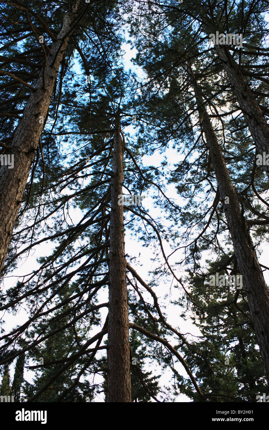 Gruppo di grandi alberi di pino contro il cielo visto dal di sotto Foto Stock