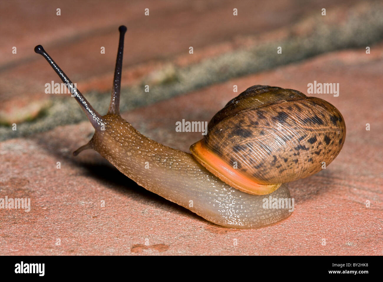 Comune giardino marrone lumaca strisciare sulla superficie in mattoni con tentacoli esteso Foto Stock