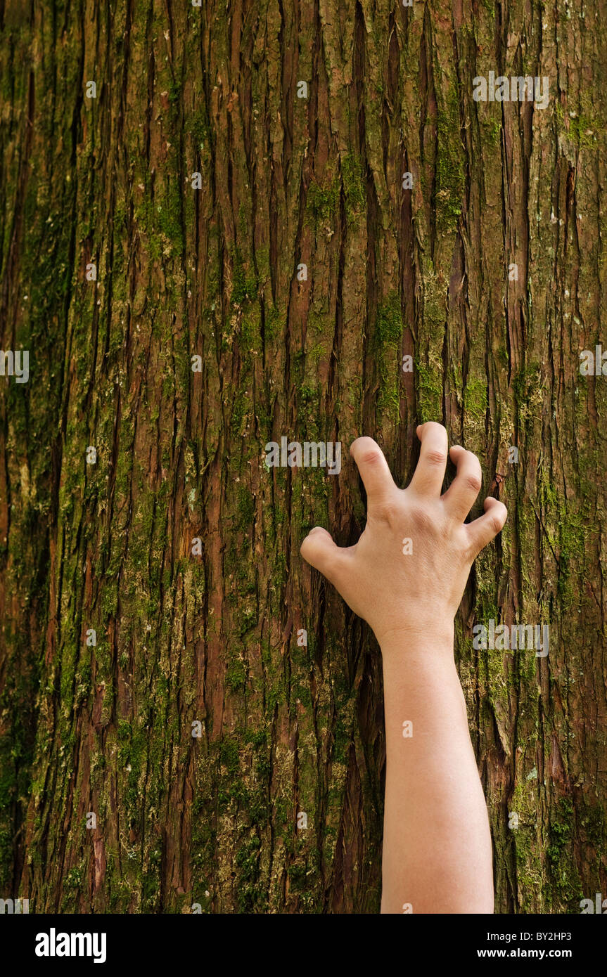 Una mano afferra il tronco di un albero di cedro. Foto Stock