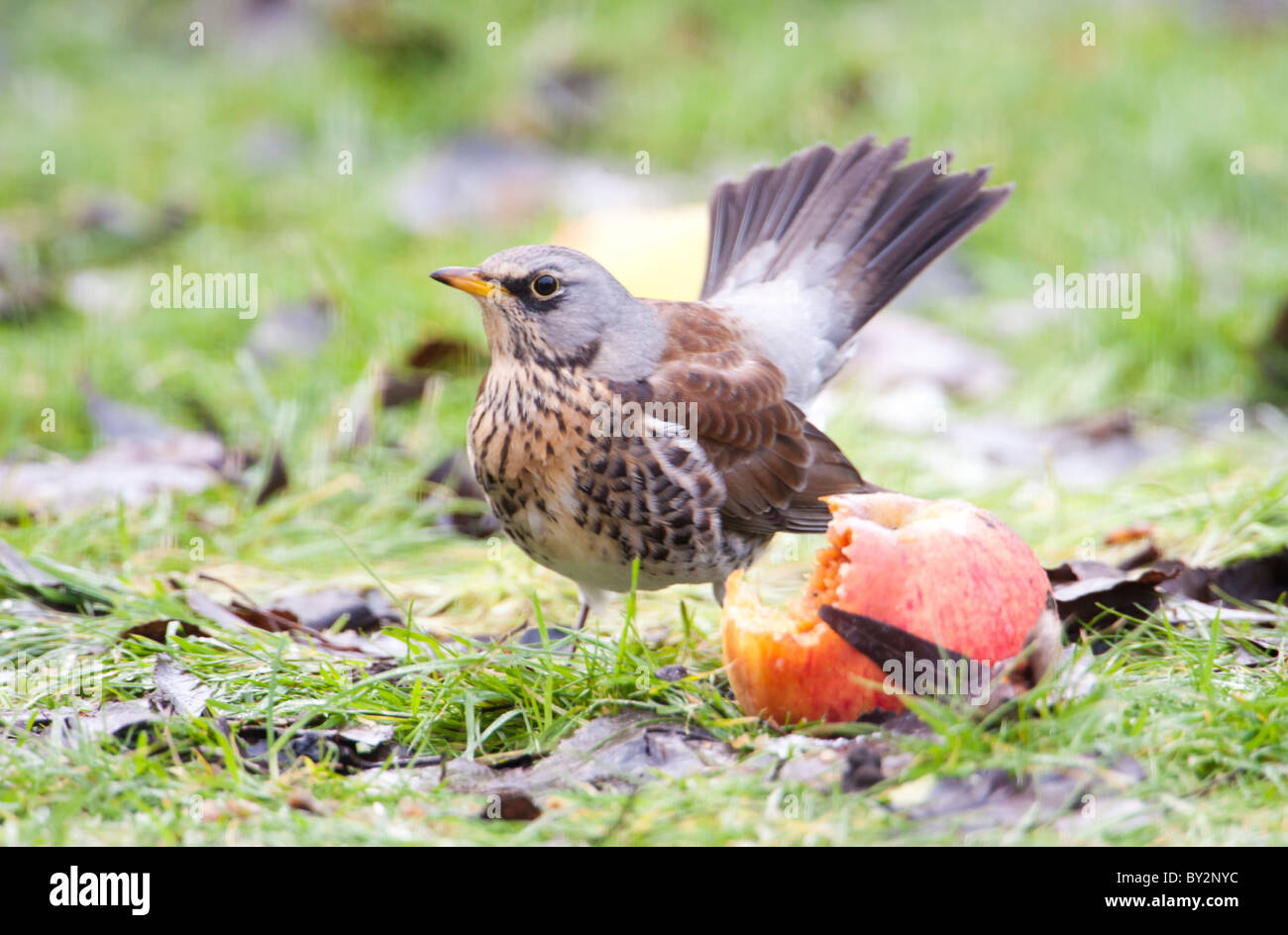 Fieldfare uccello mangiare mele in un giardino d'inverno Foto Stock