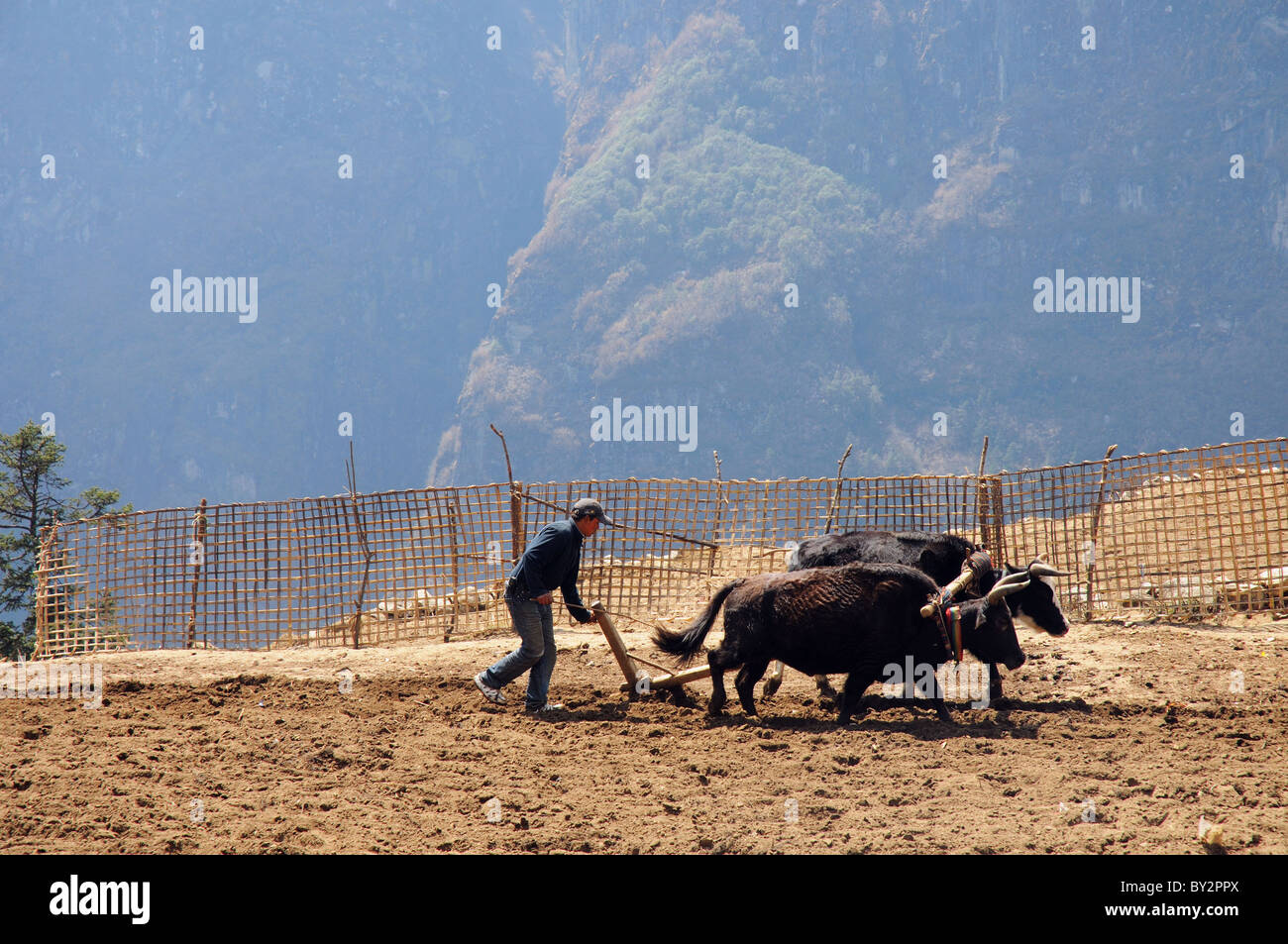 Un contadino nepalese utilizzando i buoi per arare il suo campo Foto Stock