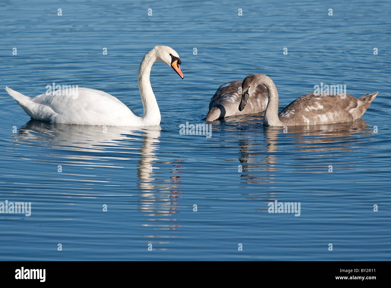 Swan con i suoi cygnets in uno stagno nella campagna inglese. Foto Stock