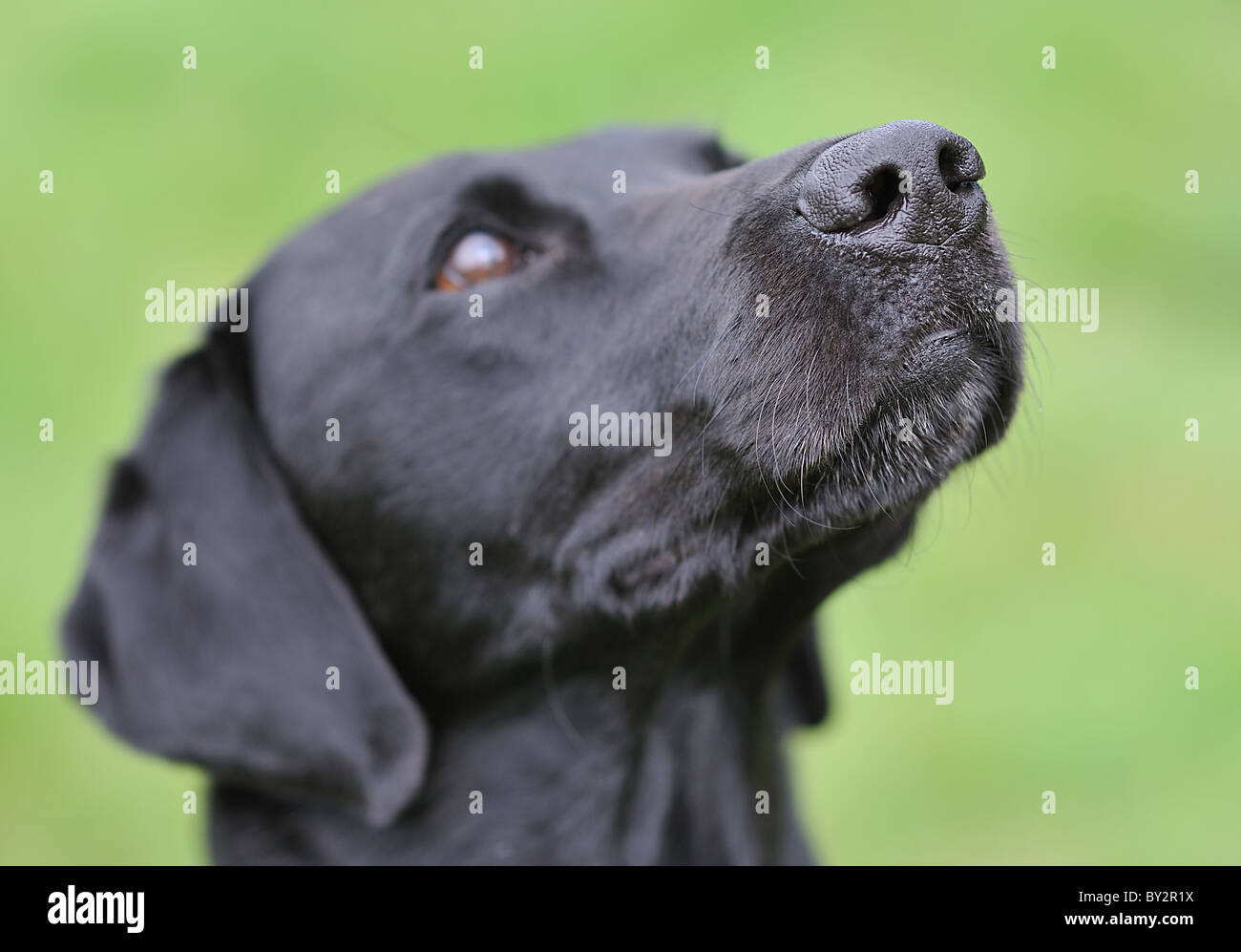 Un Nero Labrador addestrato come un specialista di polizia cerca cane. Foto Stock