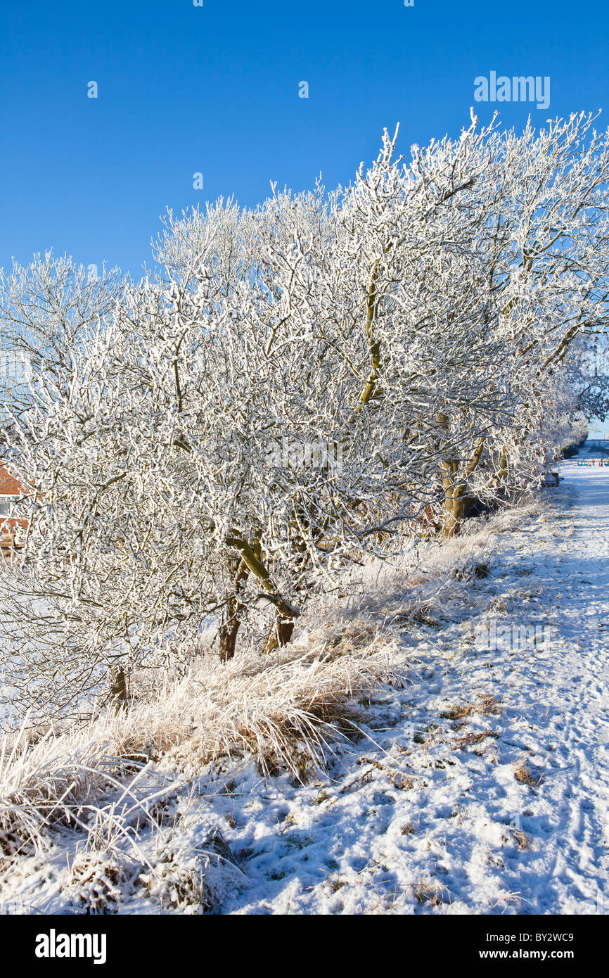 Coperta di neve boccole, inverno 2010 Foto Stock