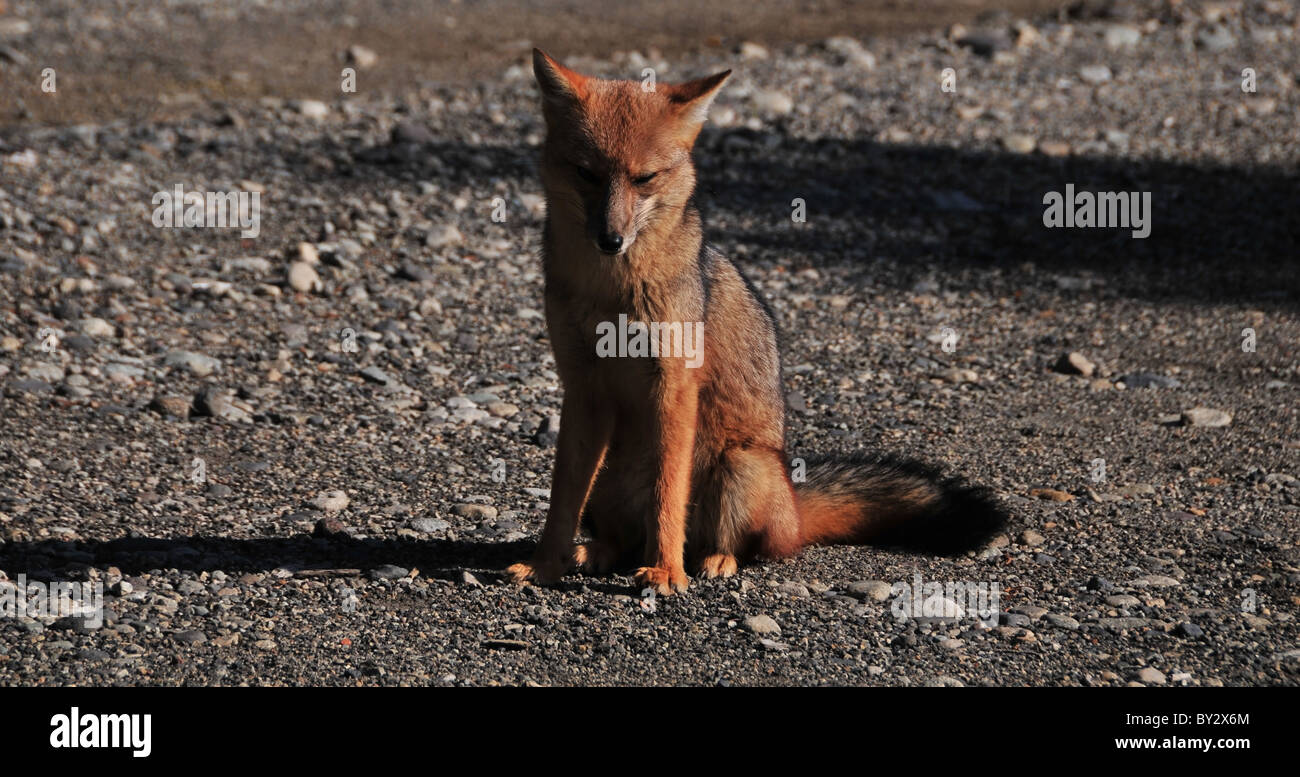 Fox andina (Lycalopex culpaeus) di fronte alla fotocamera, seduti su una strada di ghiaia a Puerto Frias, argentino Lake District, Argentina Foto Stock