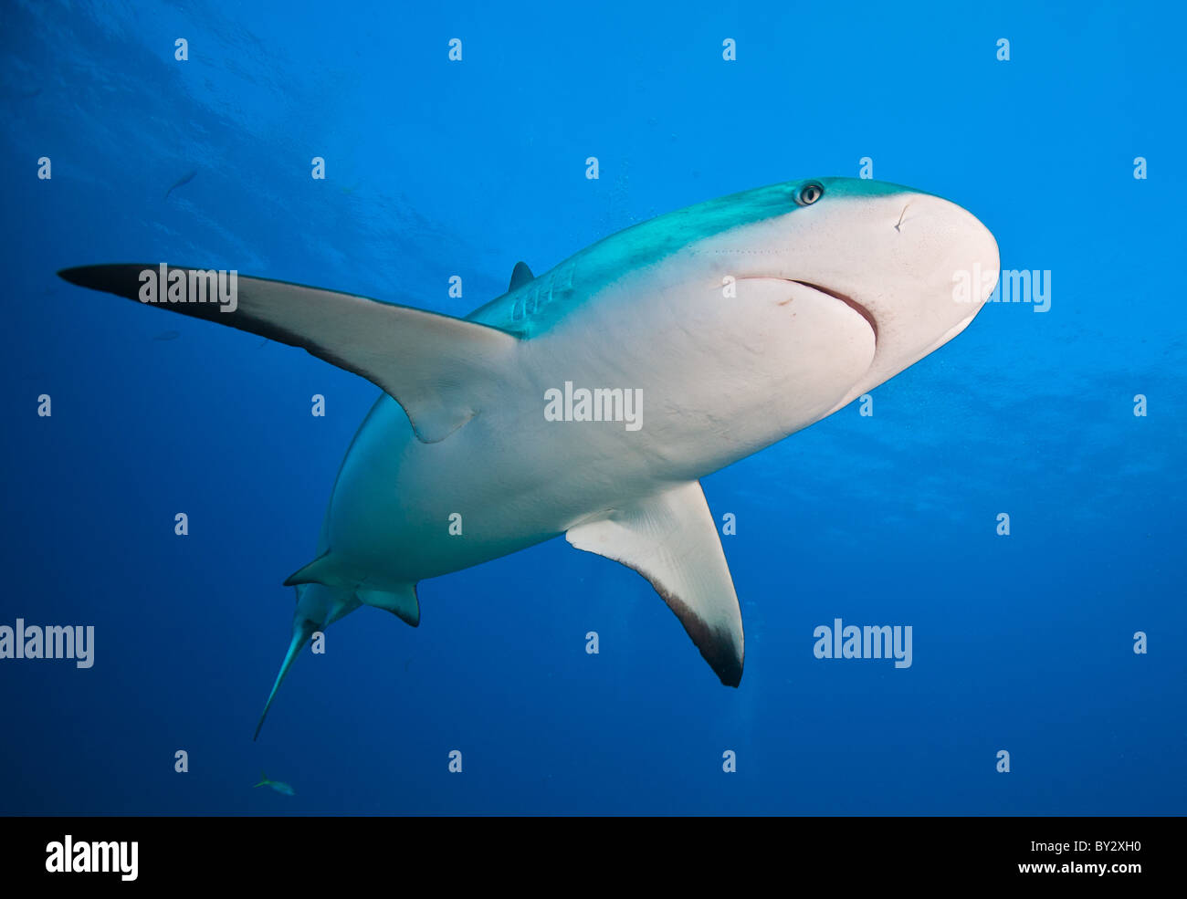 Caribbean Reef Shark Foto Stock