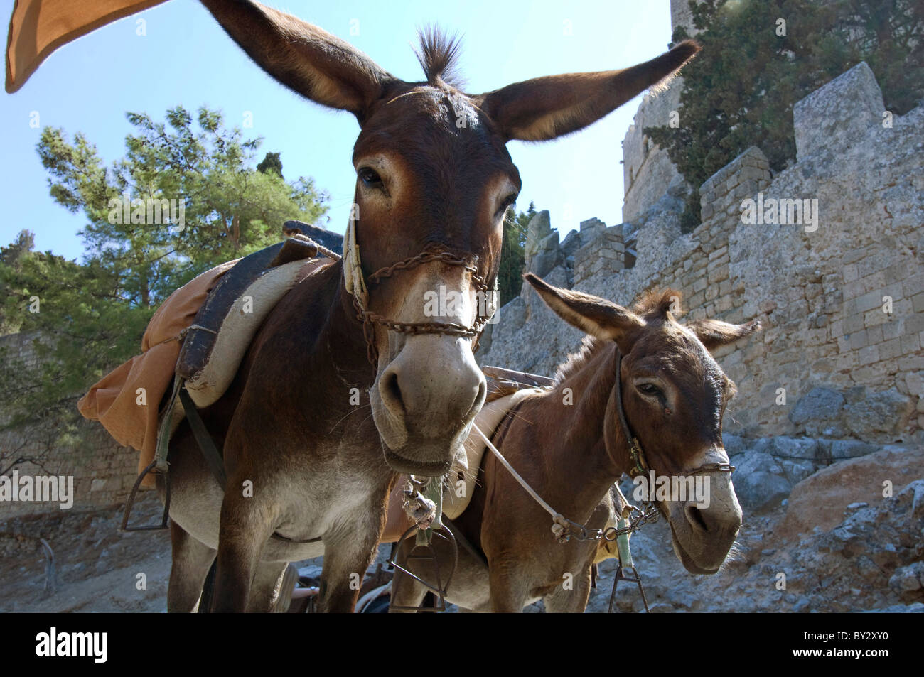 Due asini di lavoro sull'isola greca di Rodi si prendono una pausa dal trasporto di turisti fino al tempio a Lindos. Foto Stock
