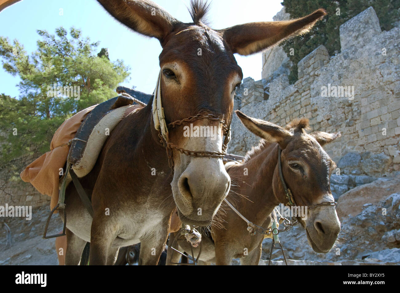 Due asini di lavoro sull'isola greca di Rodi si prendono una pausa dal trasporto di turisti fino al tempio a Lindos. Foto Stock