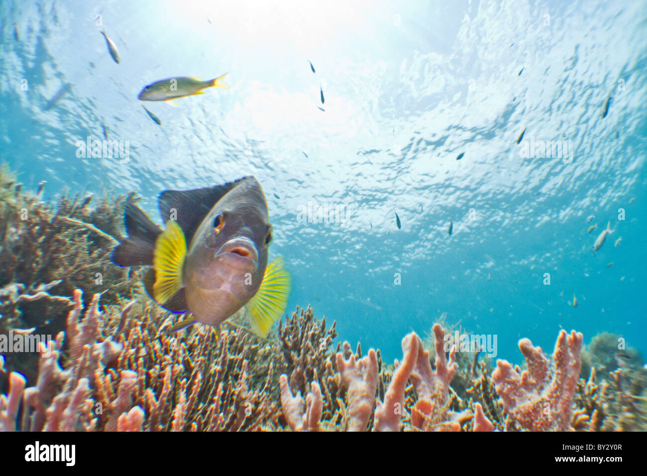 Damslefish messa a fuoco ravvicinata ampio angolo Foto Stock