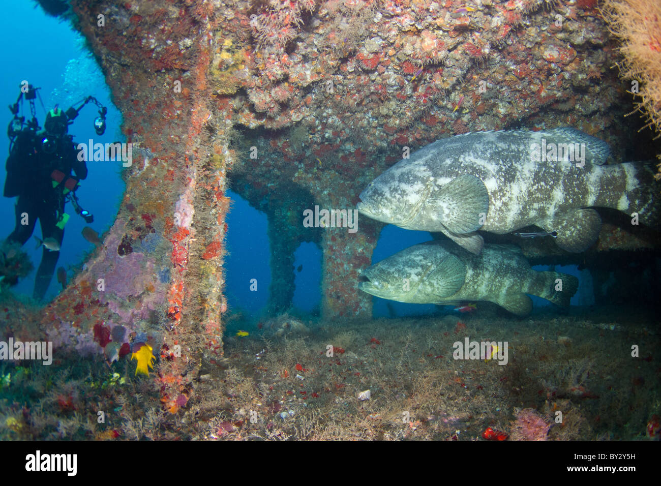 Golia raggruppatore, coppia e subacqueo, sul relitto di Esso Bonaire in Giove, FL Foto Stock