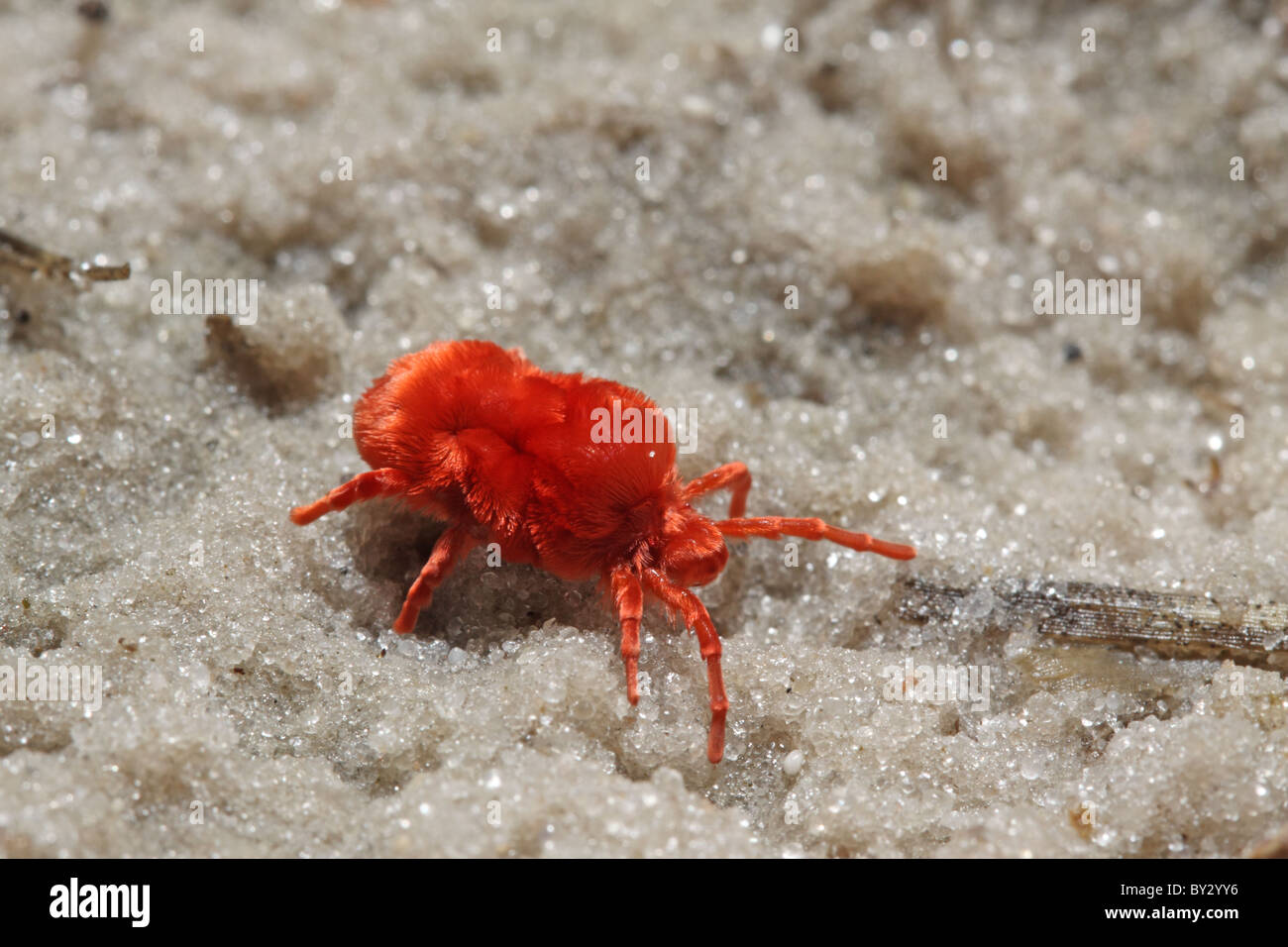Acaro rosso,Tetranchus spp, sulla sabbia a Laguna Camp, okavango Foto Stock