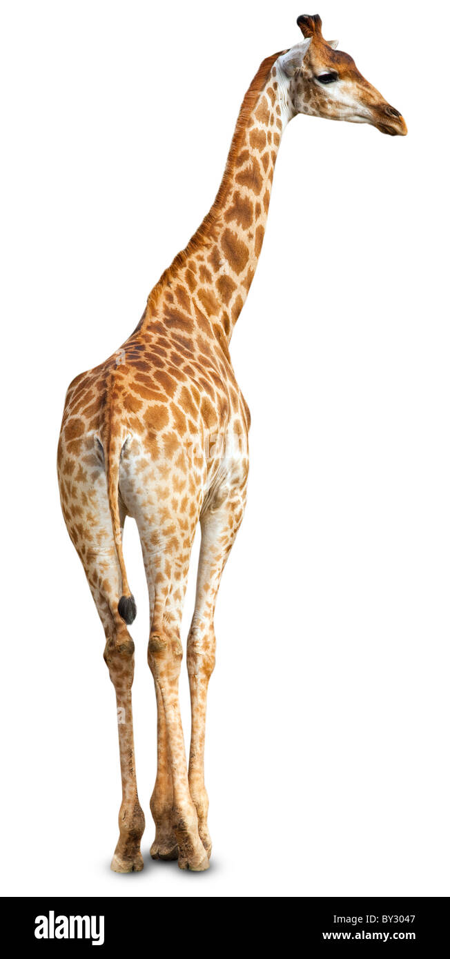 Giraffe (Giraffa cameleopardalis) contro uno sfondo bianco. Foto Stock