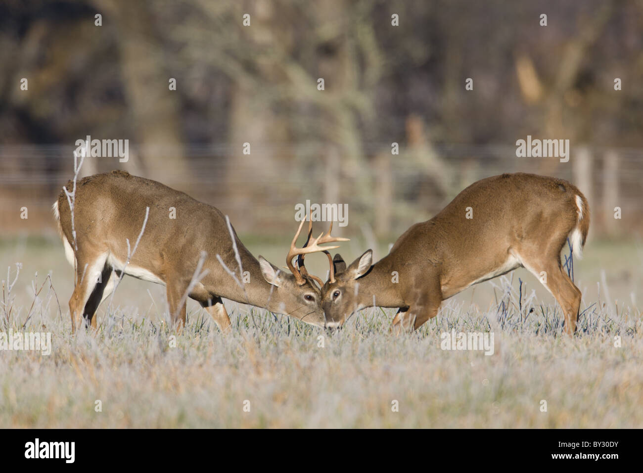 Young White-Tailed Deer (Odocoileus virginianus) bucks lotta per il predominio durante la caduta rut Foto Stock