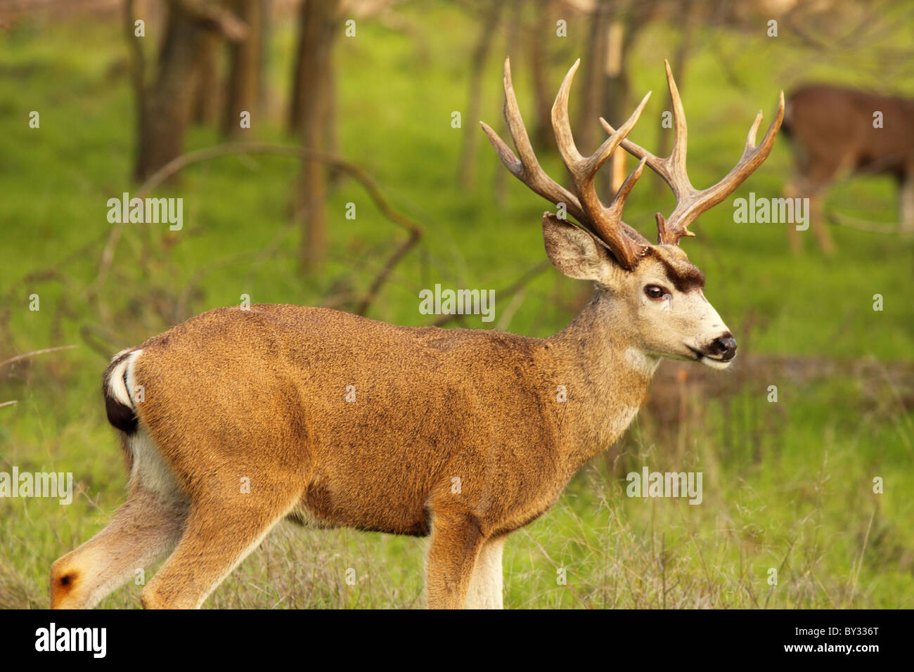 Un grande Black-Tailed Deer buck fiancata permanente. Foto Stock