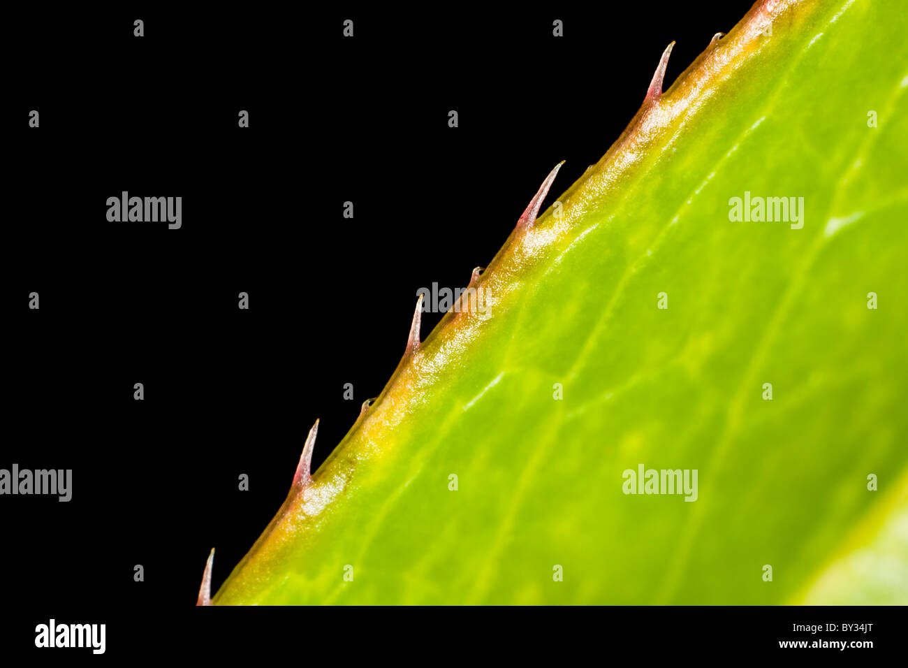 Leucothoe fontanesiana 'Rainbow' foglie spine sul margine close up Foto Stock
