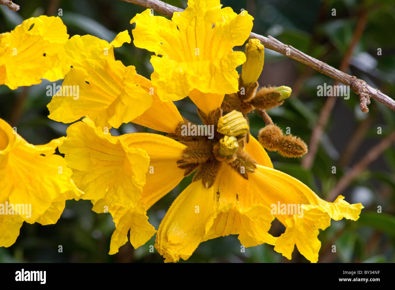 Tabebuia chrysotricha Golden tromba di albero in fiore Foto Stock