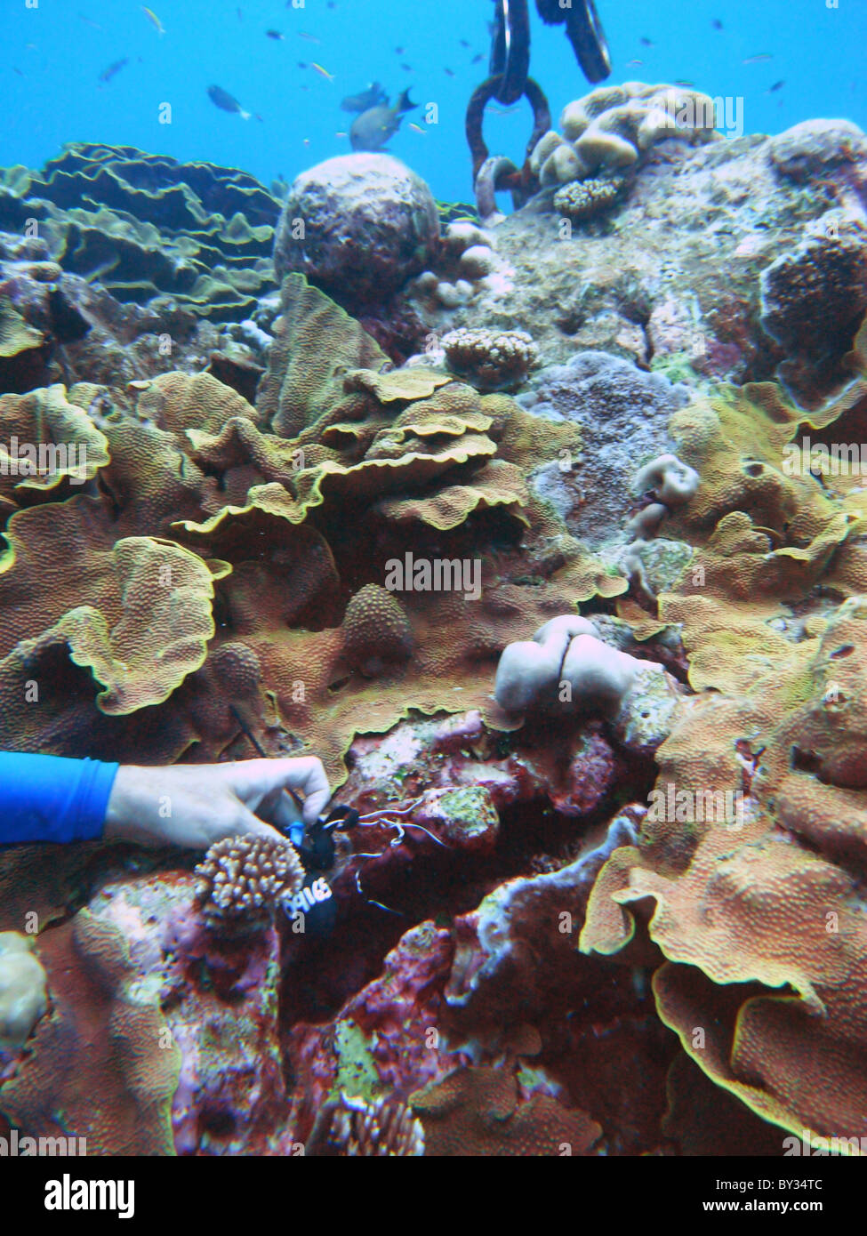 Acqua scientifica registratore di temperatura installato vicino a base di ormeggio, Cocos Keeling laguna, Oceano Indiano Foto Stock