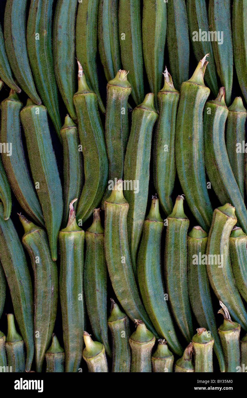 L'okra, ladysfingers, Abelmoschus esculentus, capsule di seme. Indian alimento vegetale pattern. India Foto Stock