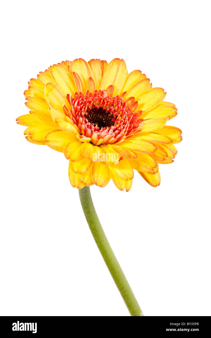 Ripresa macro di una gerbera daisy contro un puro sfondo bianco Foto Stock