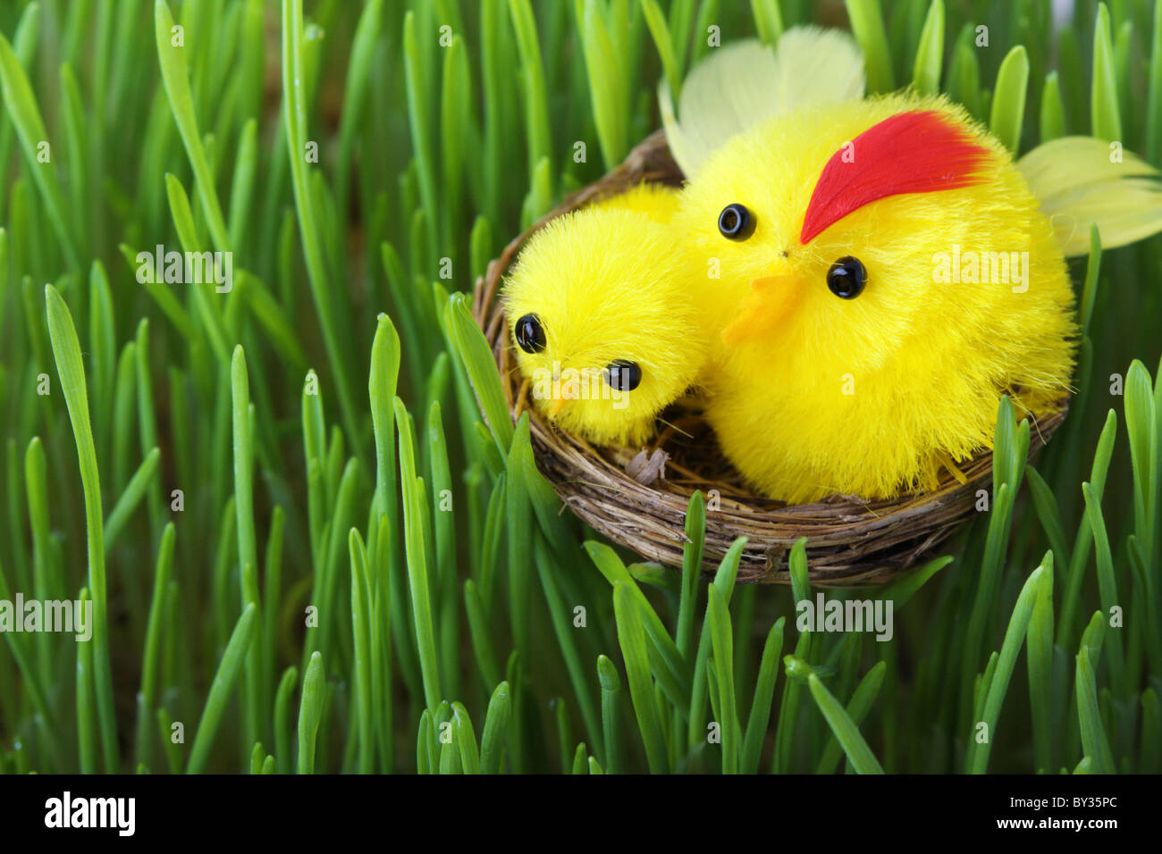 Pasqua pulcini in erba verde Foto Stock