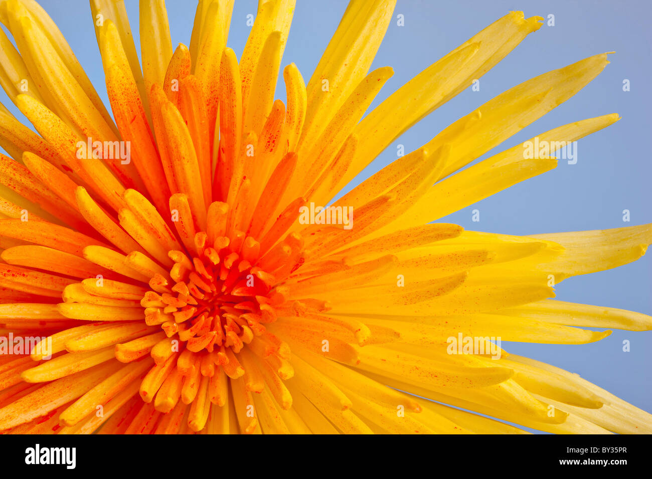 Macro estremo colpo di un crisantemo contro uno sfondo blu Foto Stock