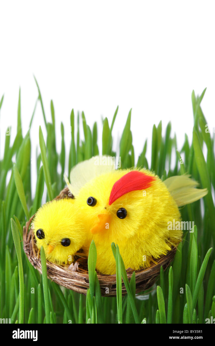 Pasqua pulcini in erba isolati su sfondo bianco Foto Stock