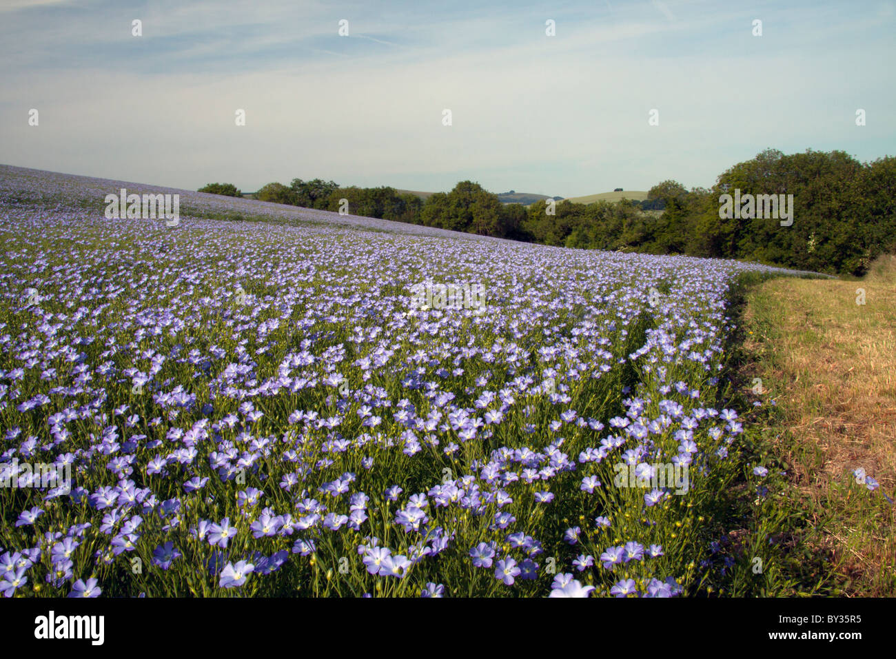 Un campo di semi di lino in prossimità Ebbesbourne Wake nel Wiltshire, Inghilterra, Regno Unito. Foto Stock
