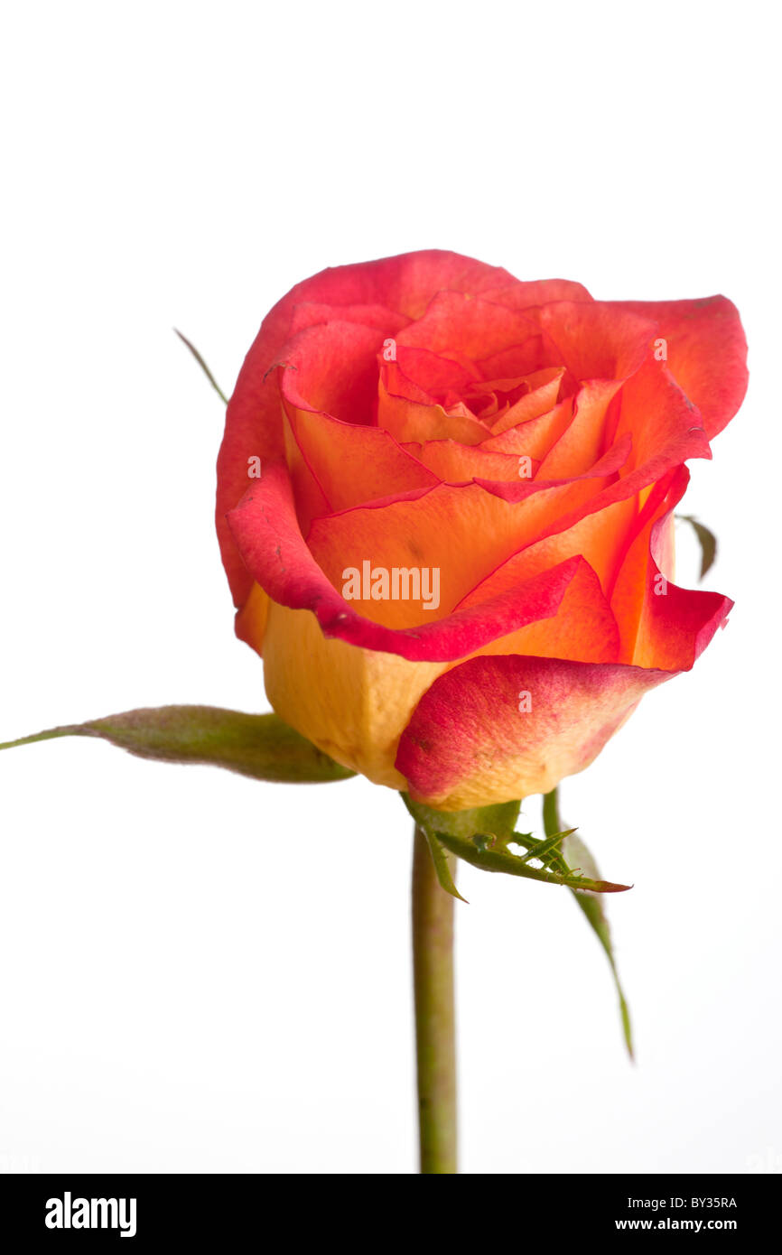 Ripresa macro di una rosa gialla su sfondo bianco Foto Stock