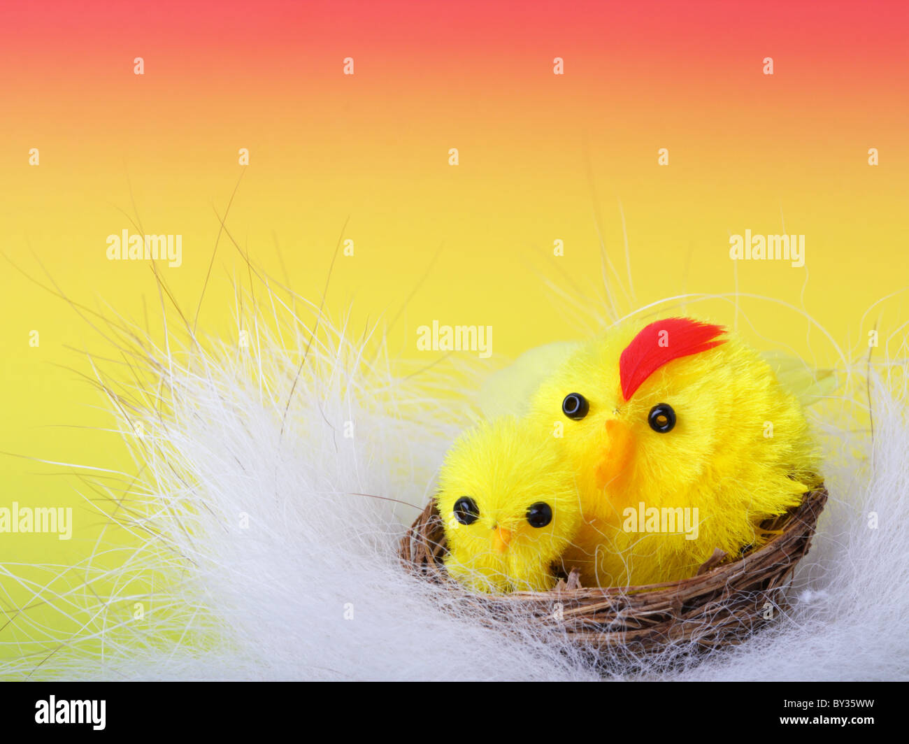 Pasqua pulcini in giù sul colore di sfondo Foto Stock