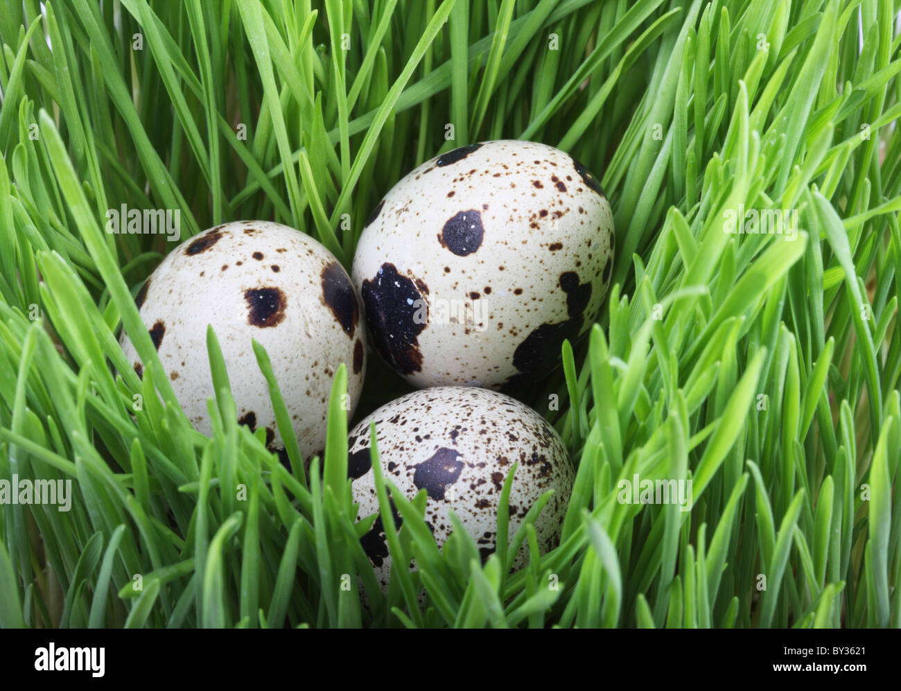Uova di quaglia in erba verde Foto Stock