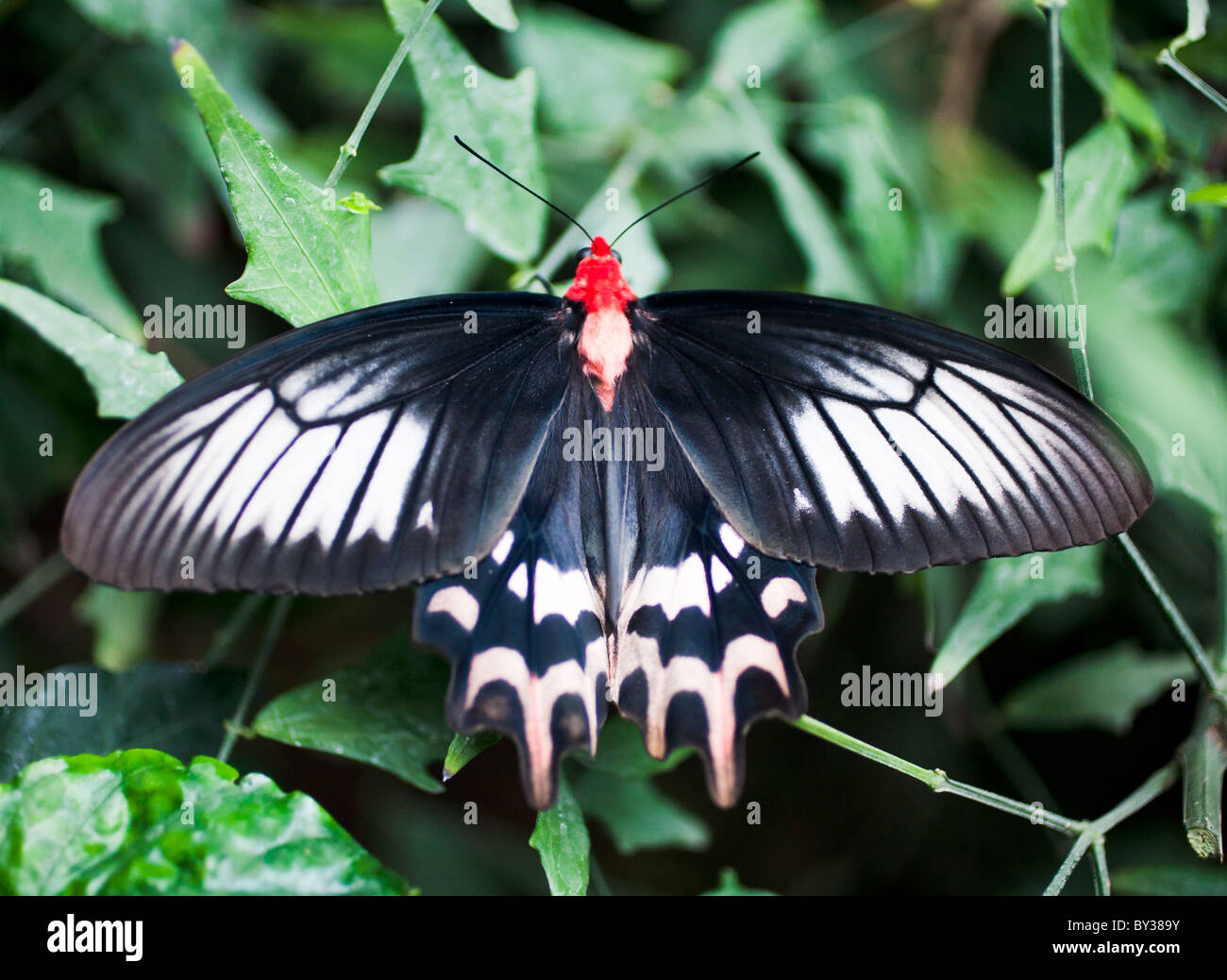 Farfalle a RHS Wisley Gardens Foto Stock