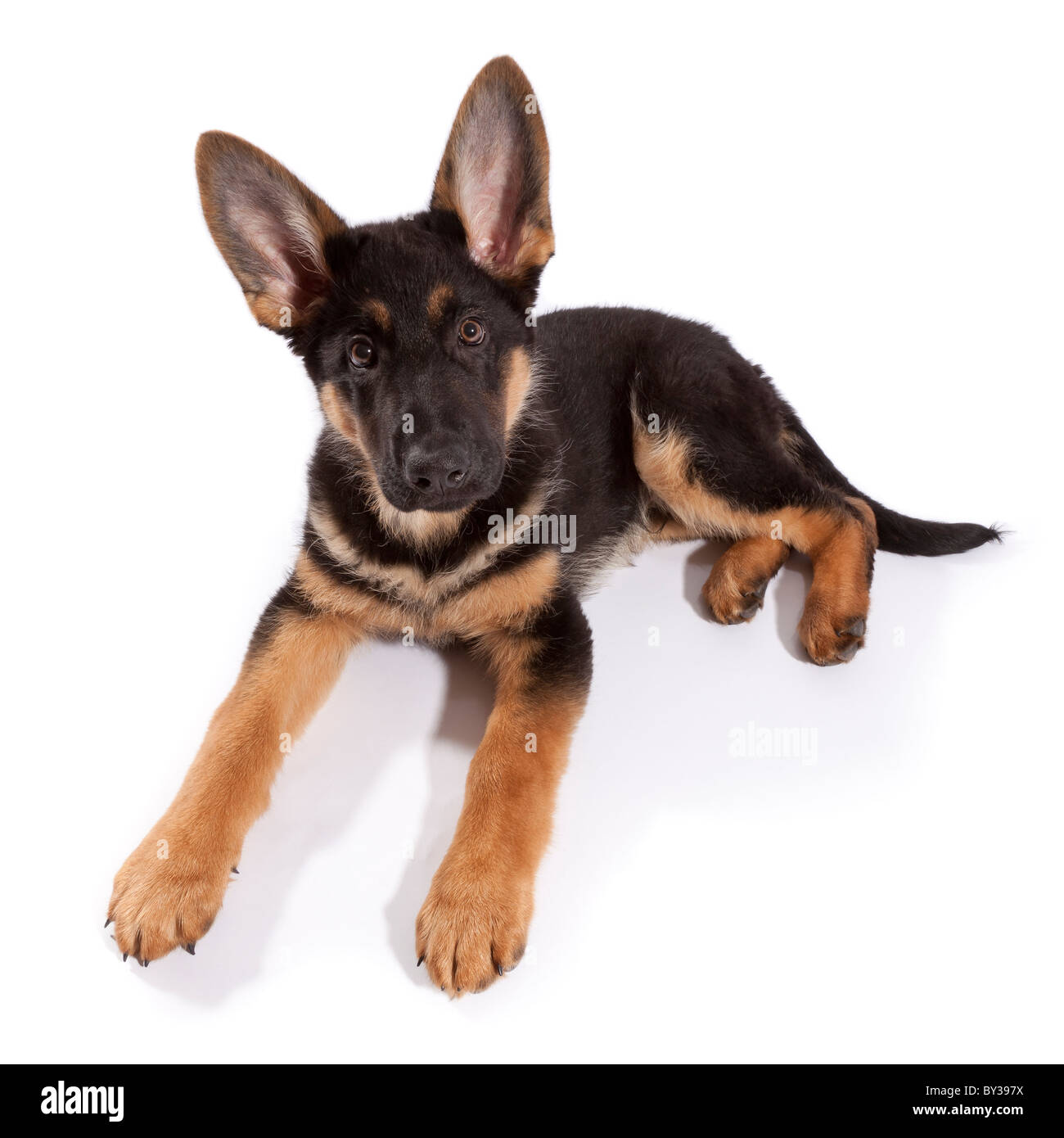 A tredici settimane vecchio pastore tedesco cucciolo di cane in corrispondenza di un angolo di insoliti Foto Stock