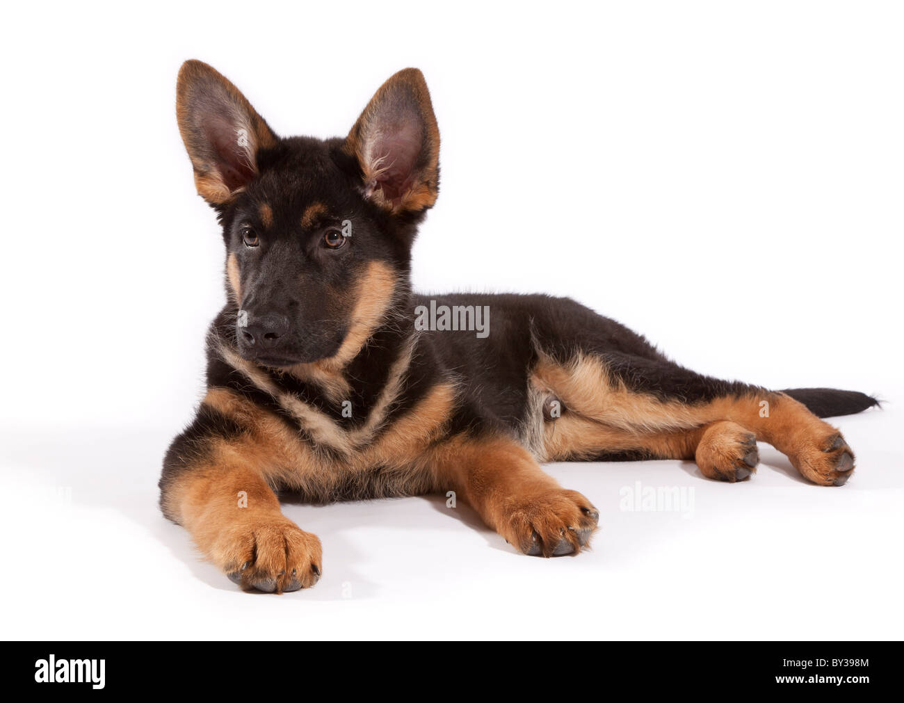 A tredici settimane vecchio pastore tedesco cucciolo di cane sdraiato Foto Stock