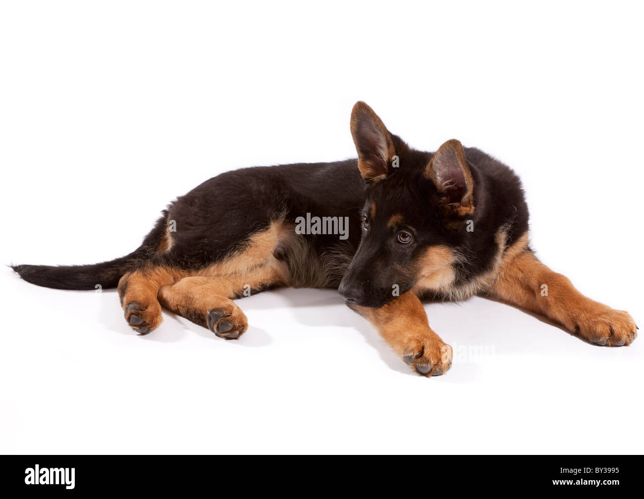 A tredici settimane vecchio pastore tedesco cucciolo di cane sdraiato Foto Stock