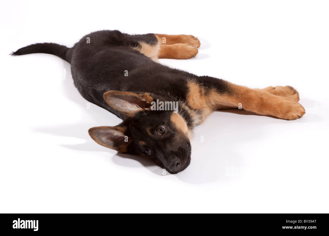 A tredici settimane vecchio pastore tedesco cucciolo di cane sdraiato Foto Stock