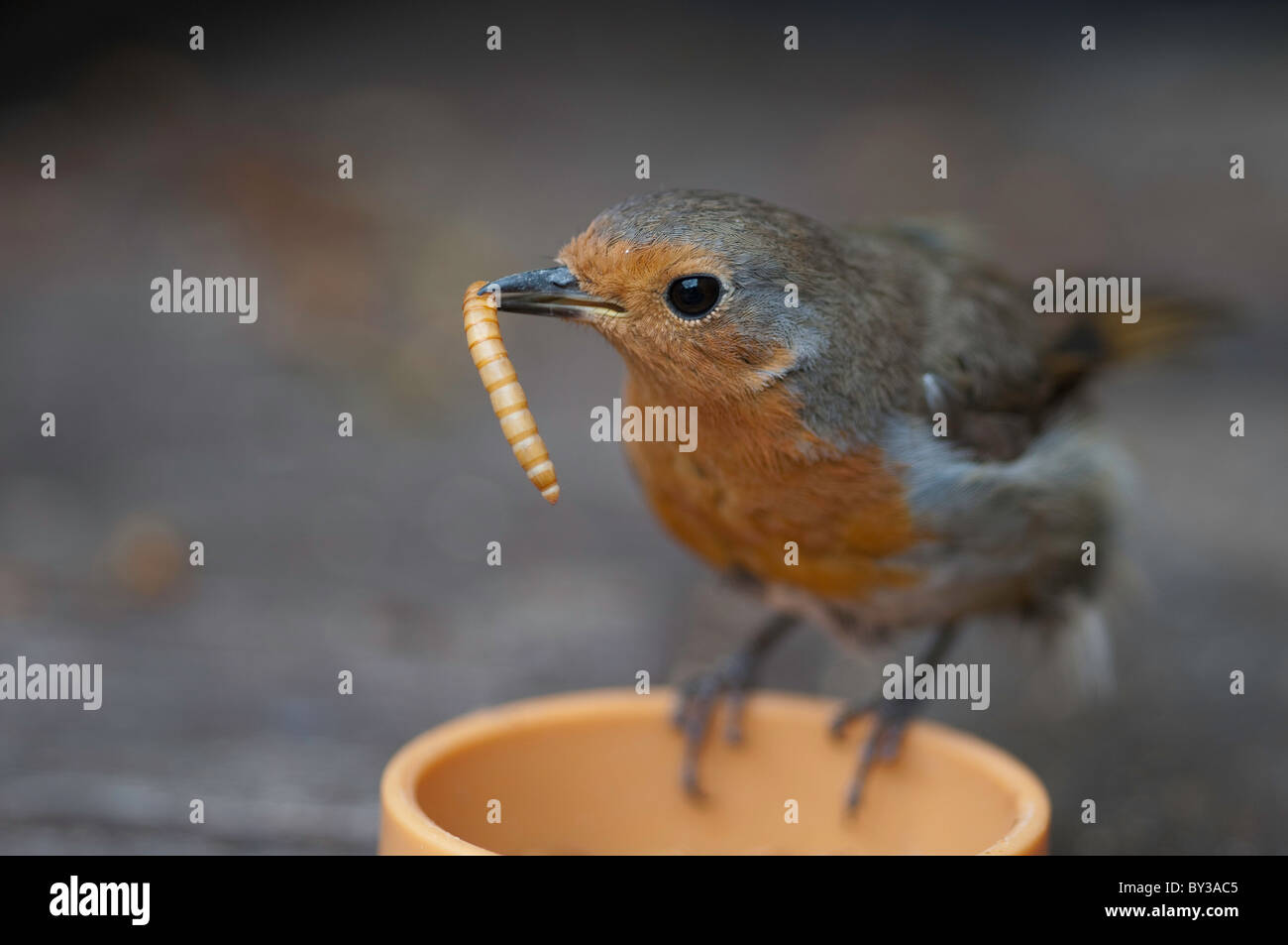 Close-up di Robin prendendo un mealworm da un alimentatore Foto Stock
