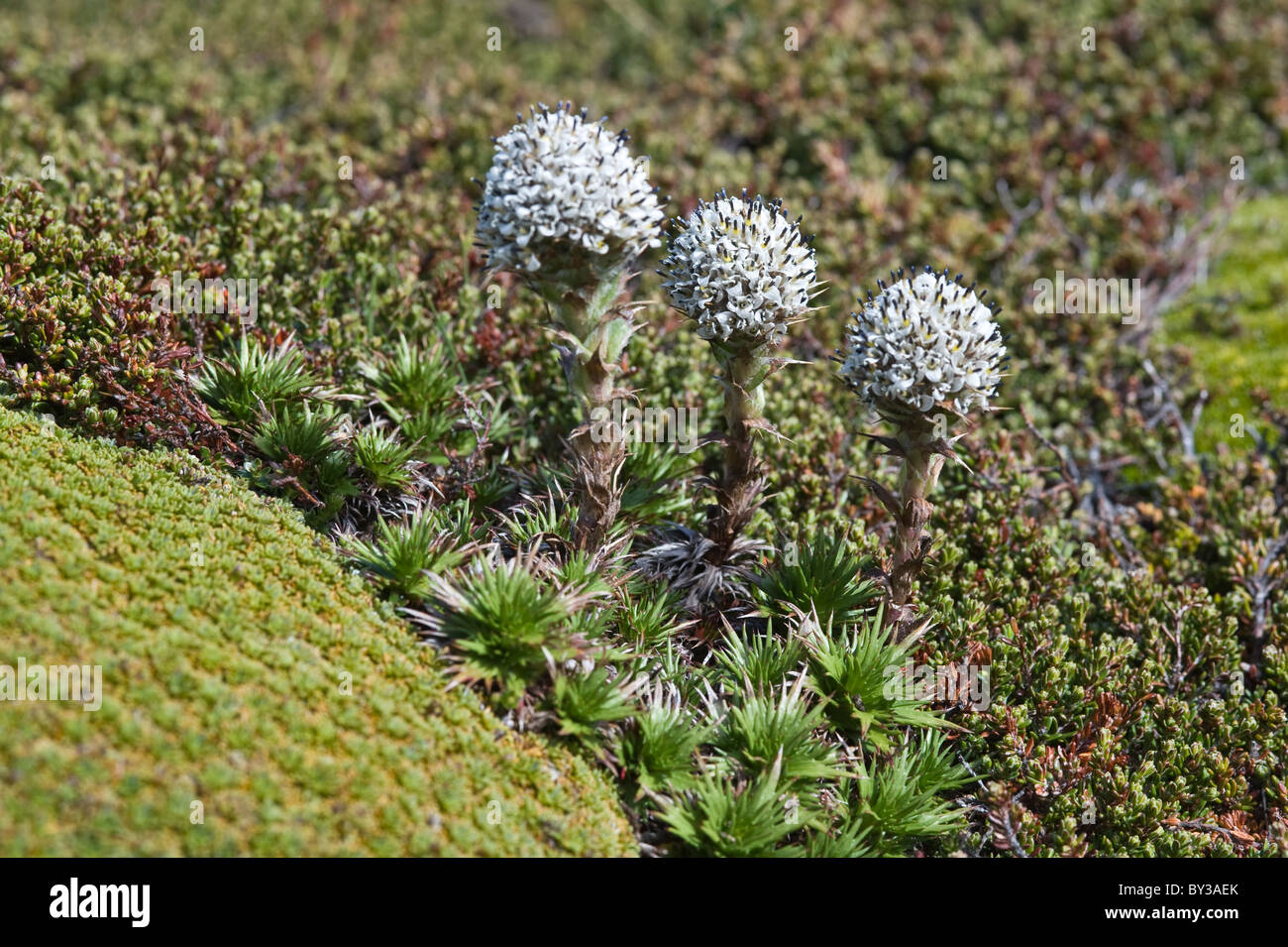 Cordito, Nano Thistle (Nassauvia magallanica) foothill del Glaciar Martial struttura sopra la linea a nord di Ushuaia Tierra del Fuego Arg Foto Stock