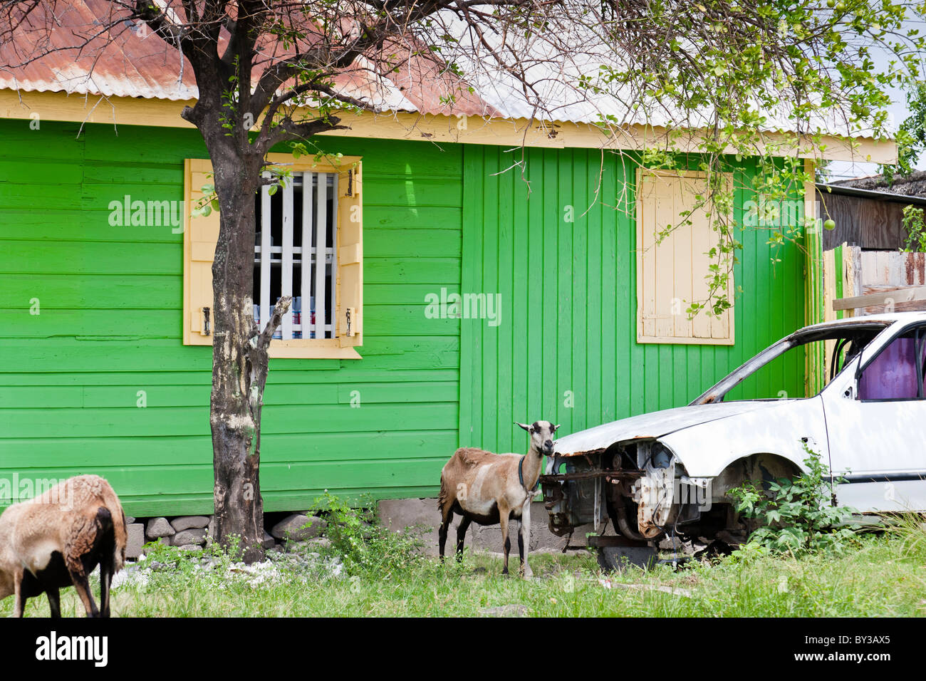 Un edificio di legno in Gros Islet, St Lucia, West Indies con un pascolo di capra e abbandonata la vettura al di fuori. Foto Stock