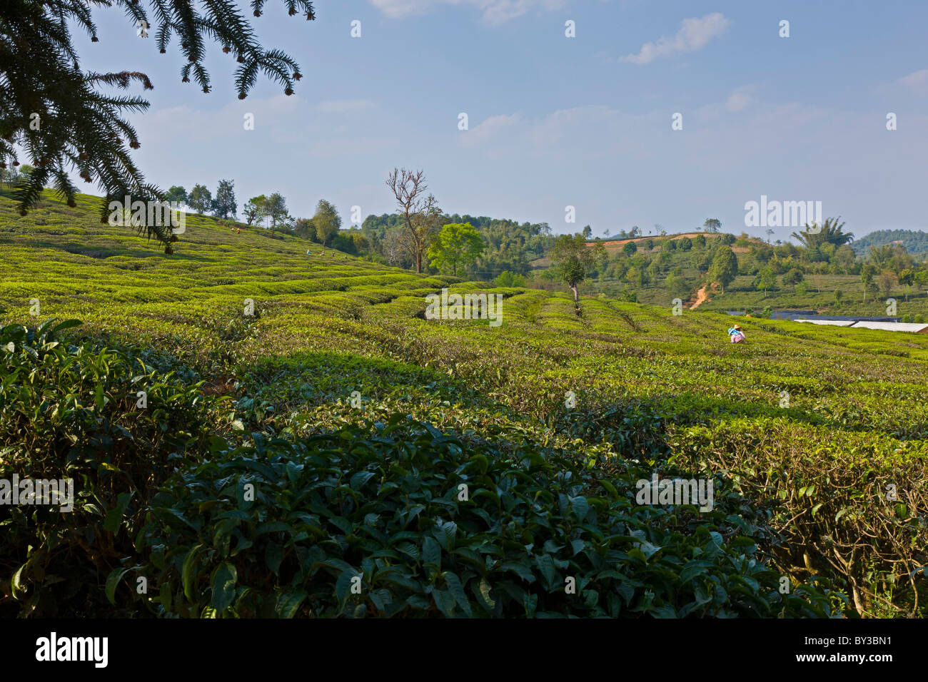 La piantagione di tè, tè Research Institute, nella provincia dello Yunnan, Xishuangbanna, Cina. JMH4220 Foto Stock