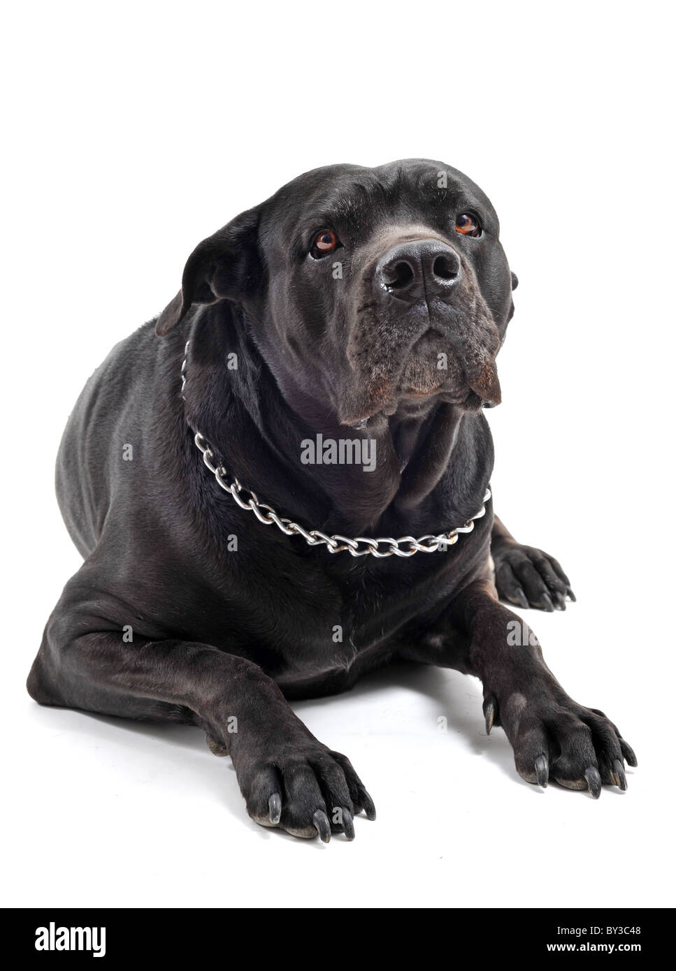 Ritratto di una razza italiana nero mastiff o cane corso di studio Foto Stock