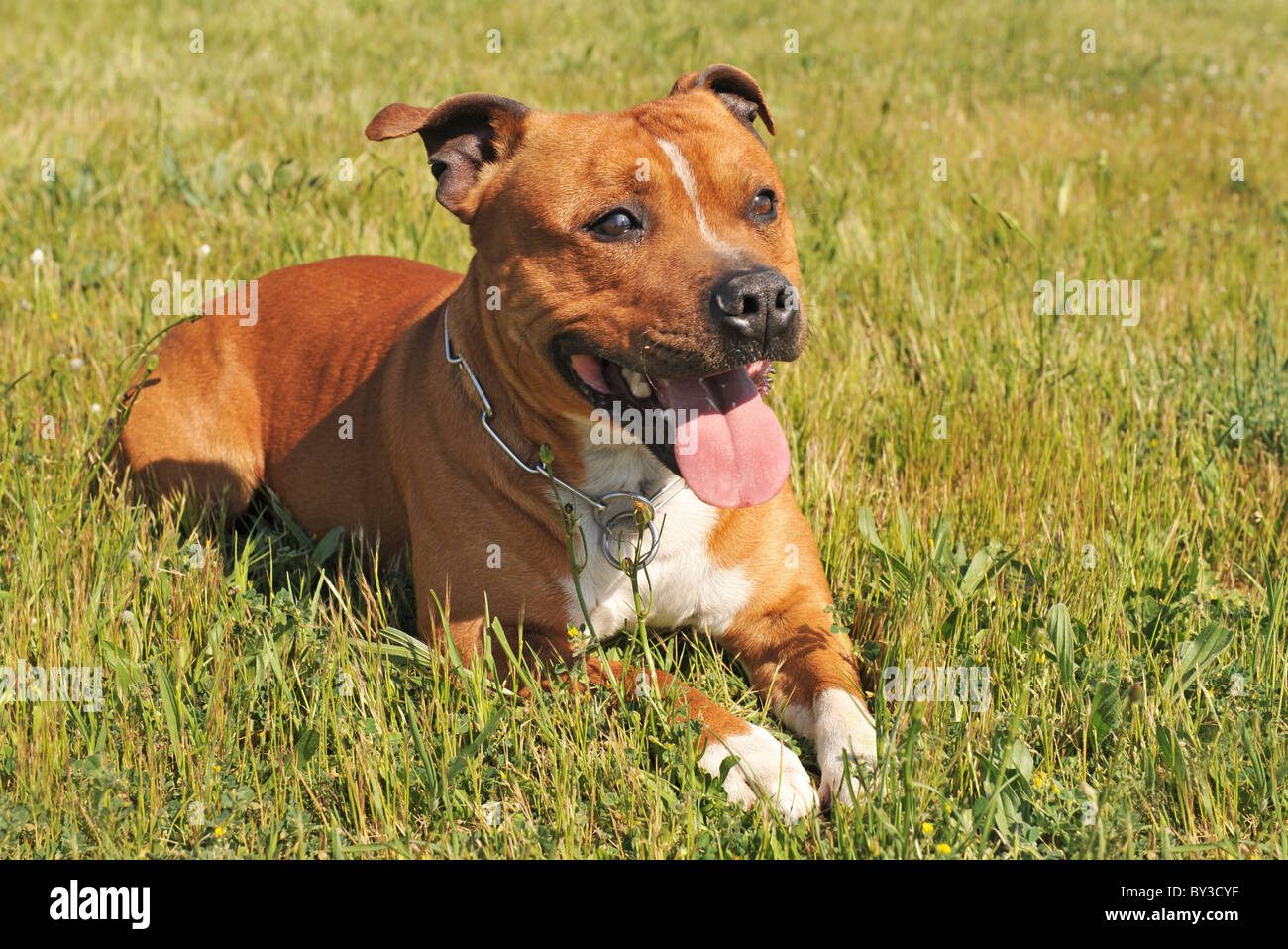 Ritratto di una staffordshire bull terrier stabilite in erba Foto Stock
