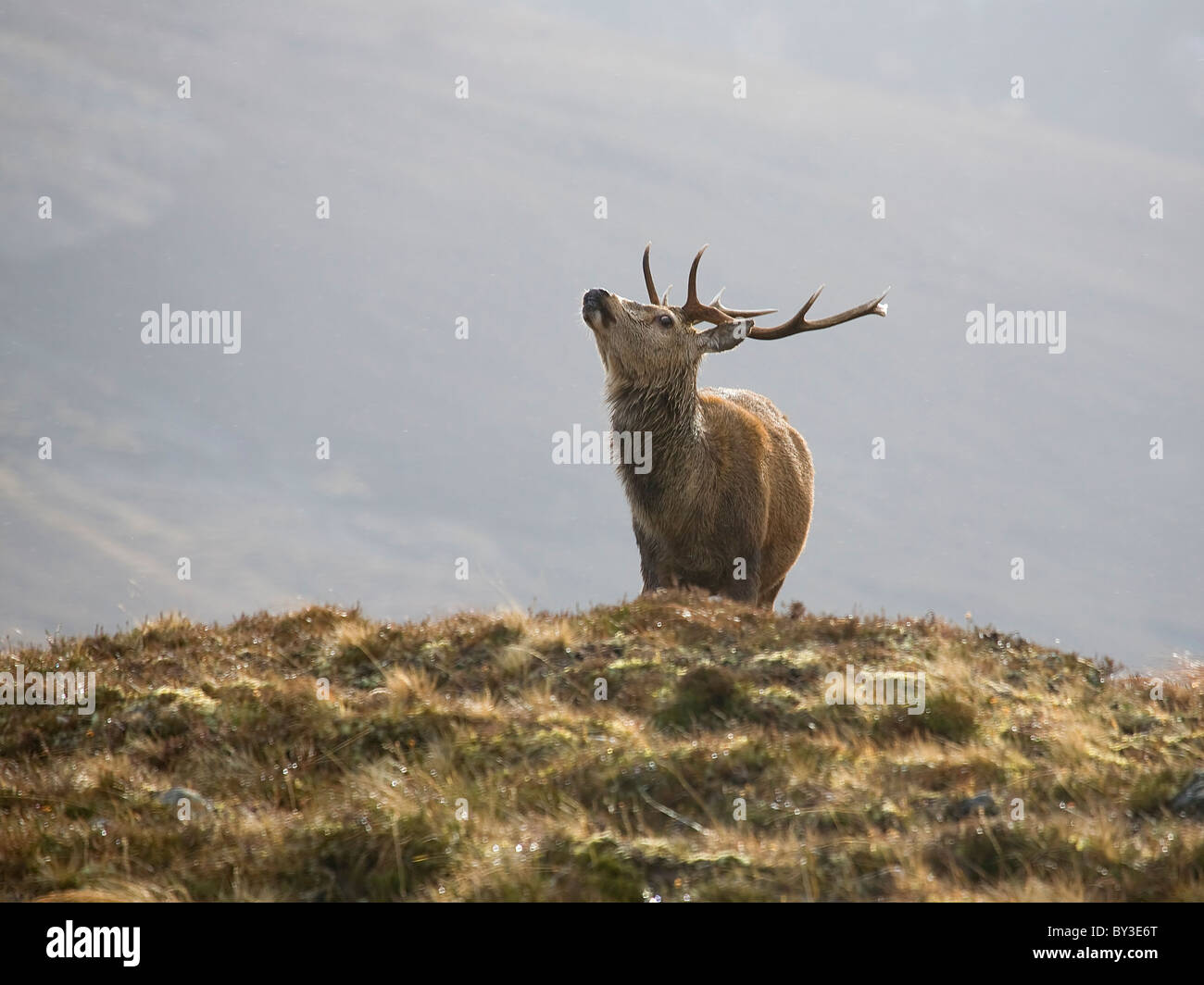 Red Deer Stag chiamando Cervus elaphus da soli nelle Highlands scozzesi in una fredda giornata invernale nelle colline Foto Stock
