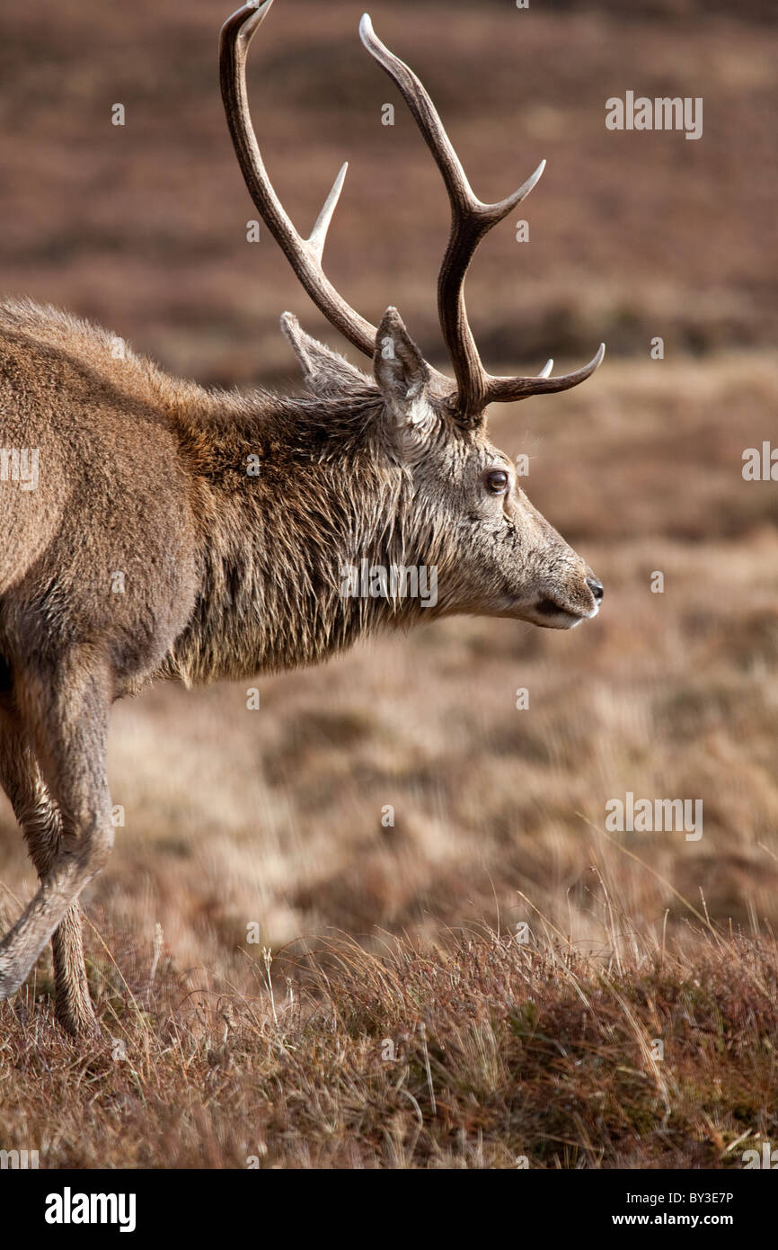 Red Deer Cervo Cervus elaphus close up headshot nelle Highlands scozzesi in una fredda giornata invernale nelle colline Foto Stock