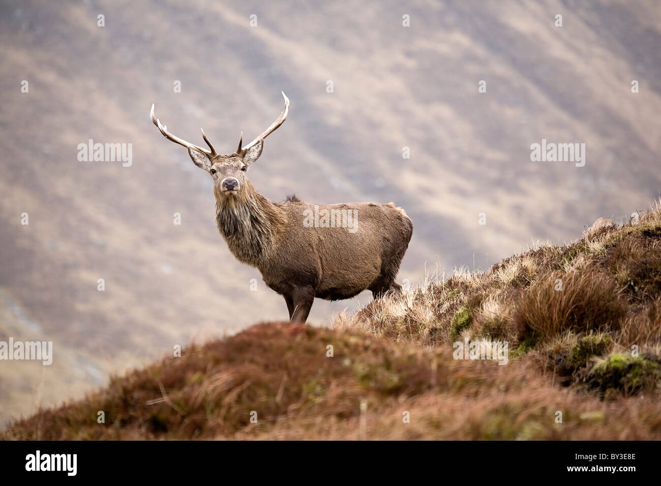 Red Deer Cervo Cervus elaphus da soli nelle Highlands scozzesi in una fredda giornata invernale nelle colline Foto Stock