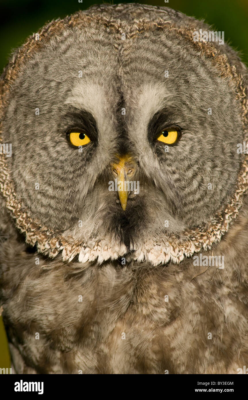 Grande Gufo grigio o Lapponia Allocco, Strix nebulosa Foto Stock