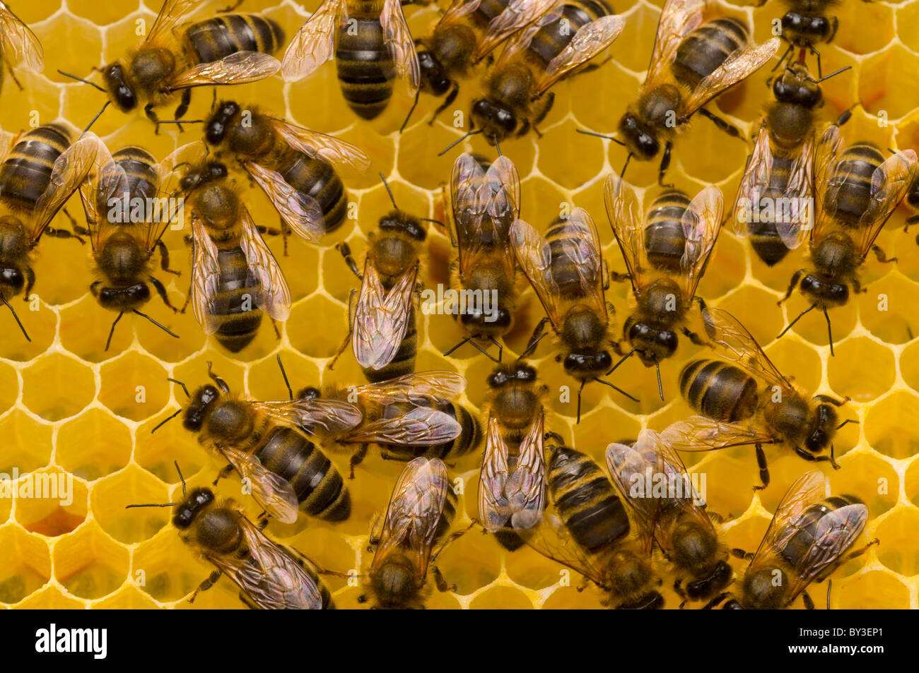 Honeybees Apis mellifera su honeycomb Foto Stock