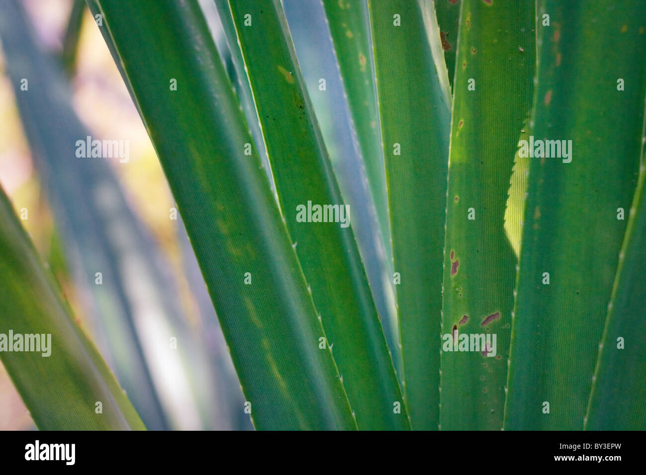 Dettaglio di pandanus foglie di palmo Foto Stock