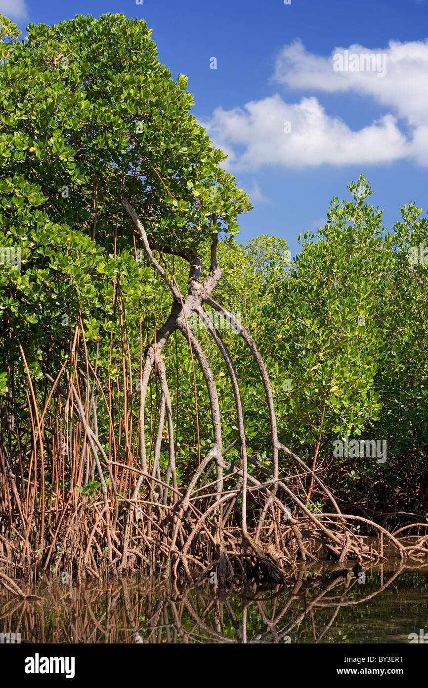 Alberi di mangrovia e le radici in un estuario di marea nelle isole Figi Foto Stock