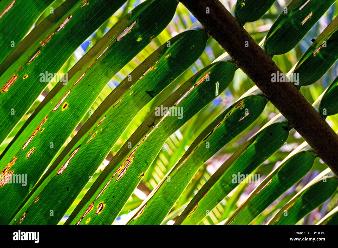 Bellissimi dettagli e modelli di Palm frond Foto Stock