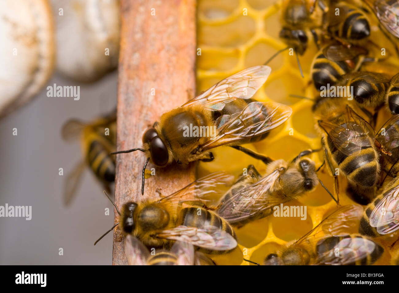 Drone maschio honeybee Apis mellifera Foto Stock